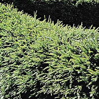 Fijnspar - Picea abies