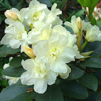 Rhododendron 40+ in pot - Rhododendron Hybride