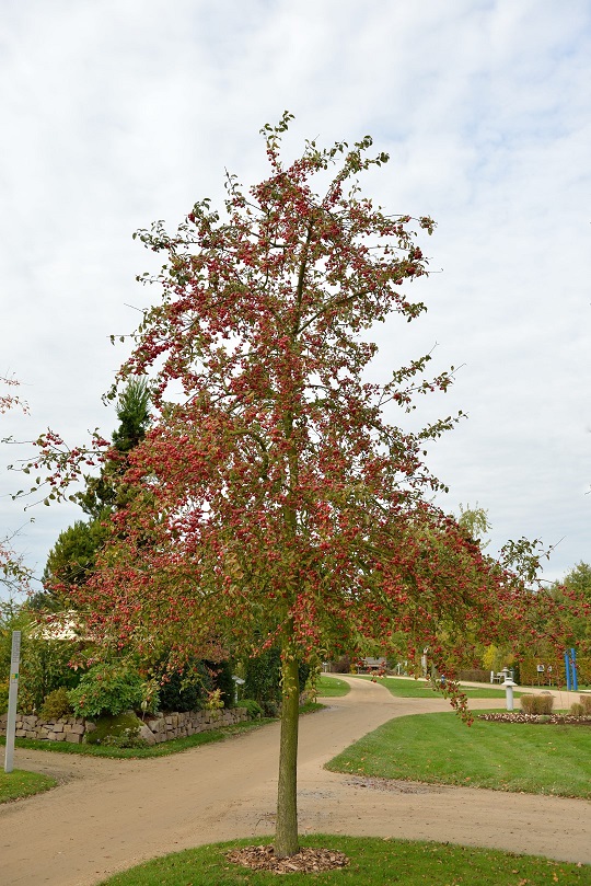 Sierappel ‘Red Sentinel’ - Malus ‘Red Sentinel’