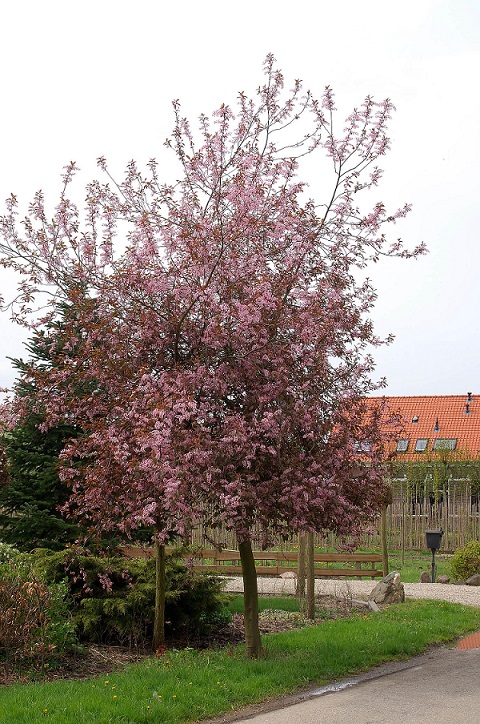 Europese siervogelkers - Prunus padus ‘Colorata’