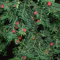 Taxus 30+ in pot - Taxus Baccata