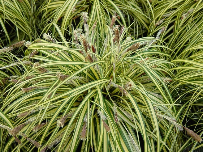 Zegge in pot - Carex morrowii ‘Variegata’