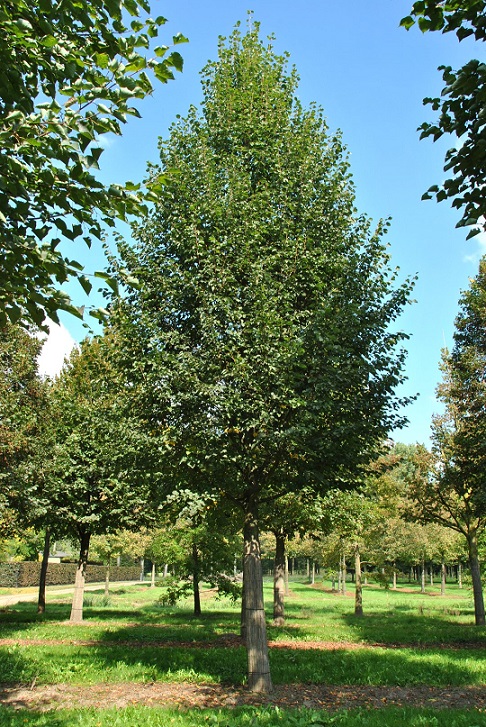 Zuillinde - Tilia cordata ‘Roelvo’