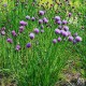 Bieslook - Allium schoenoprasum Bieslook - Allium schoenoprasum