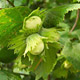 Hazelaar - Corylus avellana Hazelaar - Corylus avellana