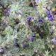 Jeneverbes 50+ in pot - Juniper Communis Jeneverbes 50+ in pot - Juniper Communis