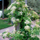 Klimhortensia - Hydrangea anomala ‘Petiolaris’ Klimhortensia - Hydrangea anomala ‘Petiolaris’