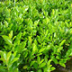 Laurier - Laurus Rotundifolia Laurier - Laurus Rotundifolia