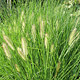 Lampenpoetsersgras - Pennisetum alopecuroides Lampenpoetsersgras - Pennisetum alopecuroides