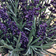 Lavendel in pot - Lavendula Ang. 'Munstead'