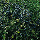 Sleedoorn 60/80 - Prunus spinosa