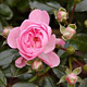 Trosroos roze - Rosa The Fairy
