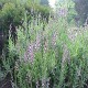 Salie in pot - Salvia officinalis